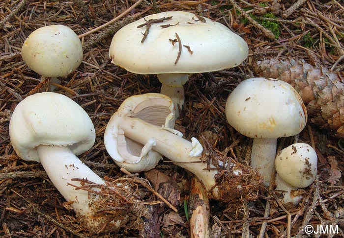 Agaricus silvicola