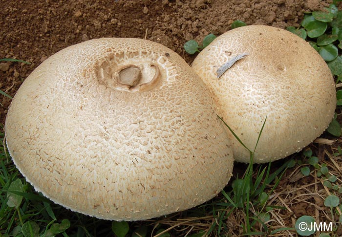 Agaricus squamulifer