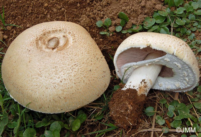 Agaricus squamulifer