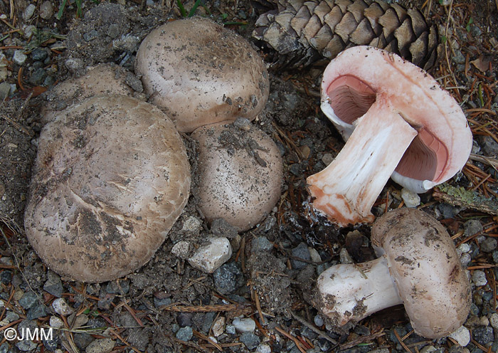 Agaricus subfloccosus