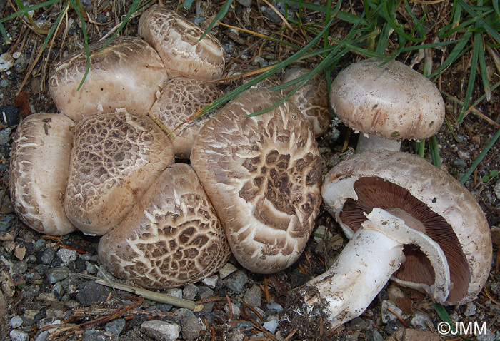 Agaricus subfloccosus