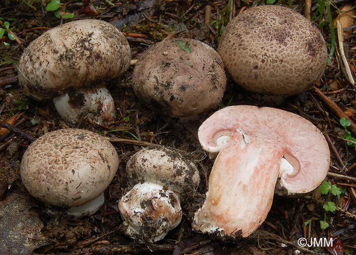 Agaricus subfloccosus