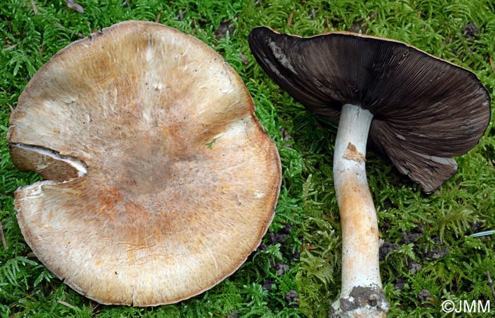 Agaricus substramineus