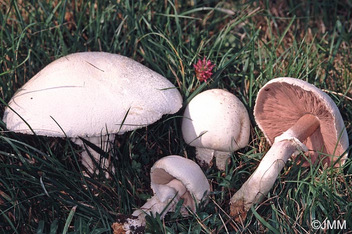 Agaricus urinascens = Agaricus macrosporus = Agaricus crocodilinus