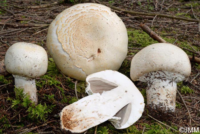 Agaricus urinascens = Agaricus macrosporus = Agaricus crocodilinus