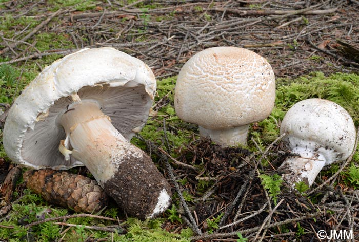 Agaricus urinascens = Agaricus macrosporus = Agaricus crocodilinus