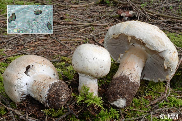 Agaricus urinascens = Agaricus macrosporus = Agaricus crocodilinus