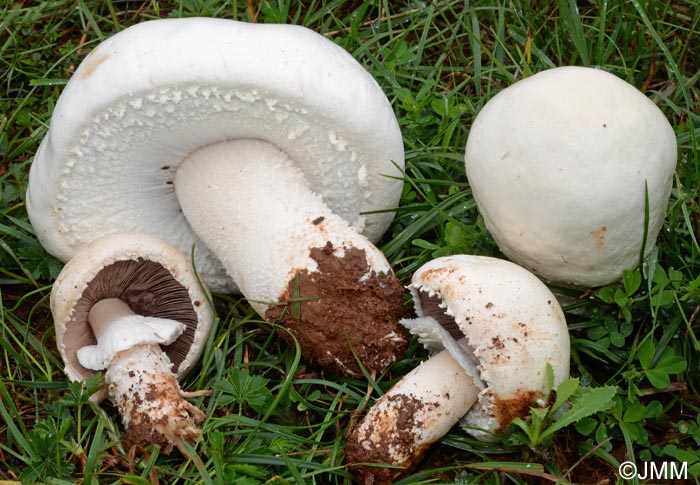 Agaricus urinascens = Agaricus macrosporus = Agaricus crocodilinus