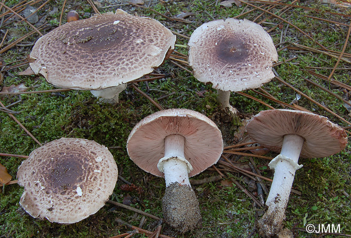 Agaricus impudicus = Agaricus variegans