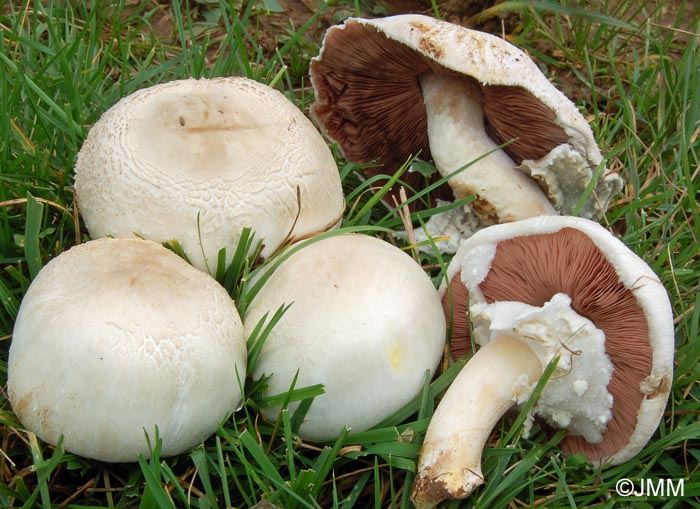 Agaricus xanthoderma