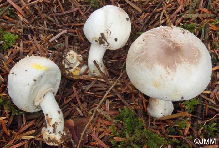 Agaricus xanthoderma