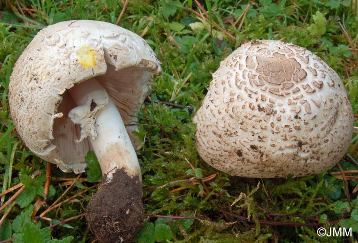 Agaricus xanthoderma