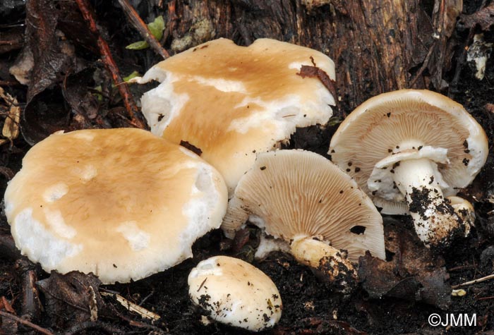 Agrocybe cylindracea = Agrocybe aegerita