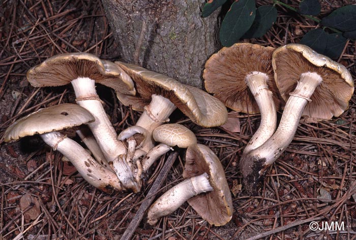 Agrocybe cylindracea = Agrocybe aegerita