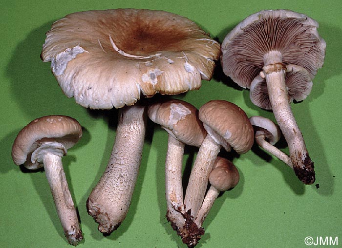 Agrocybe cylindracea = Agrocybe aegerita