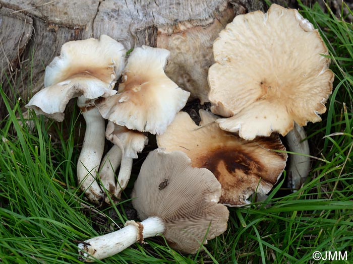 Agrocybe cylindracea = Agrocybe aegerita