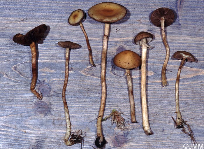 Agrocybe elatella = Agrocybe paludosa