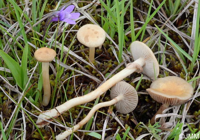 Agrocybe elatella = Agrocybe paludosa