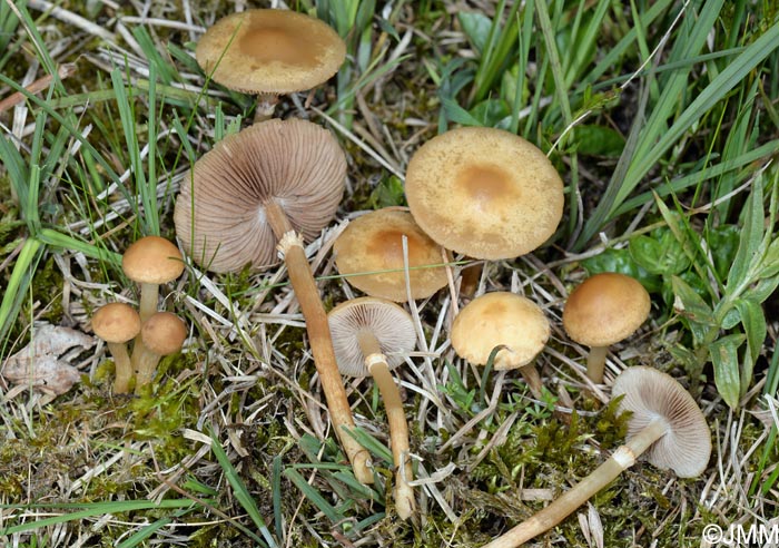 Agrocybe elatella = Agrocybe paludosa