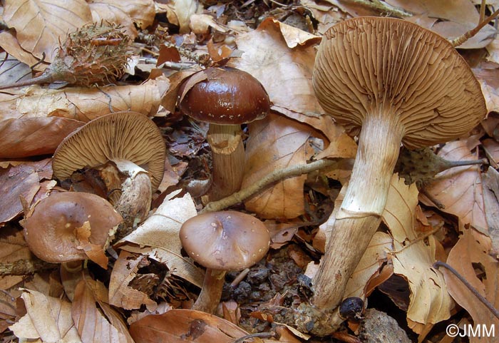 Agrocybe erebia