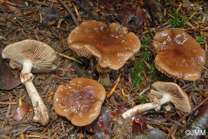 Agrocybe erebia