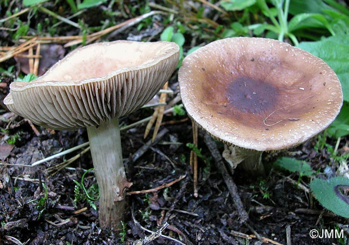 Agrocybe erebia