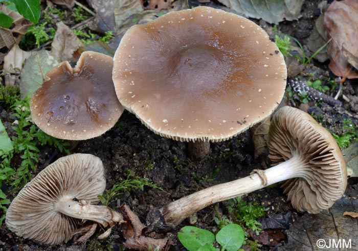 Agrocybe erebia