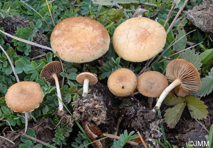 Agrocybe fimicola = Agrocybe pediades var. fimicola