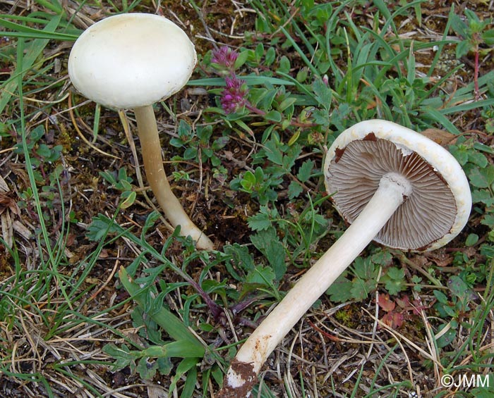 Agrocybe molesta = Agrocybe dura