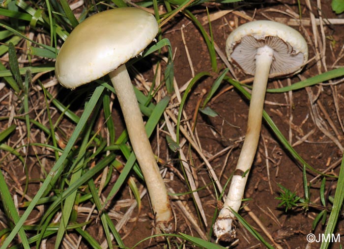 Agrocybe molesta = Agrocybe dura