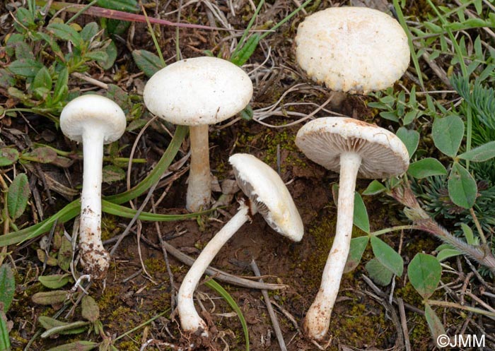 Agrocybe molesta = Agrocybe dura