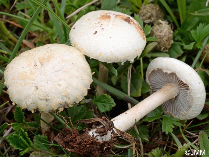 Agrocybe molesta = Agrocybe dura