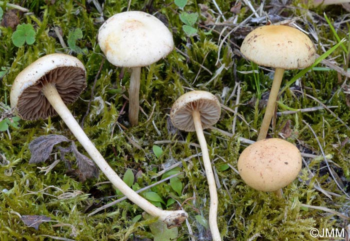 Agrocybe pediades