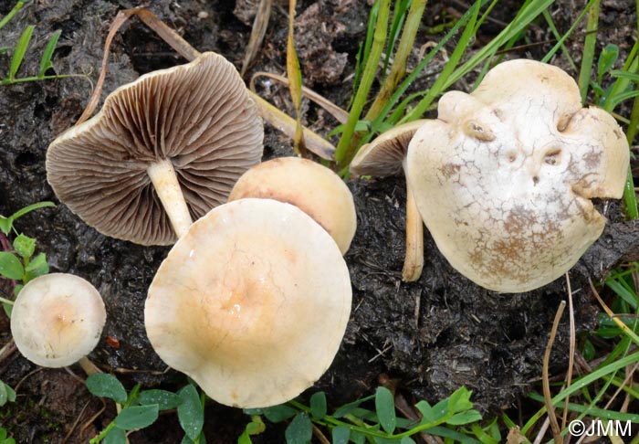 Agrocybe pediades