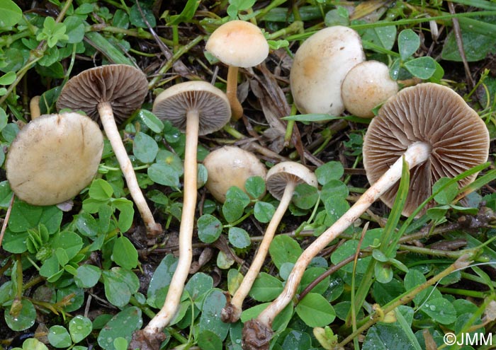 Agrocybe pediades