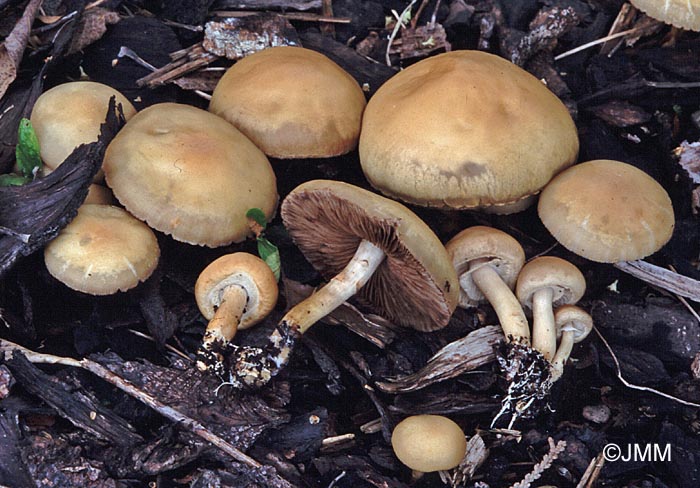 Agrocybe praecox