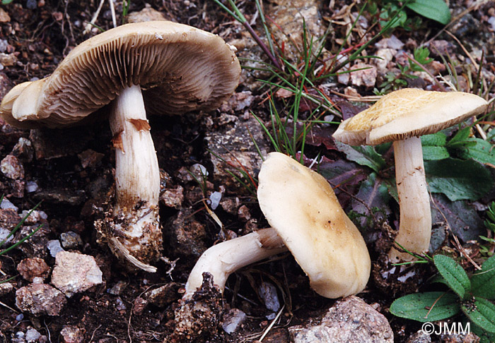 Agrocybe praecox