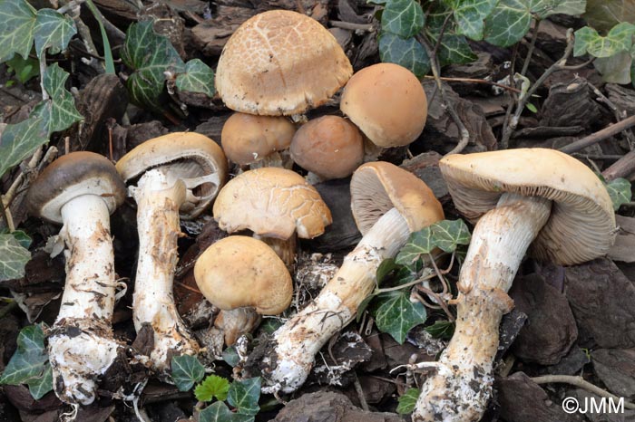 Agrocybe praecox