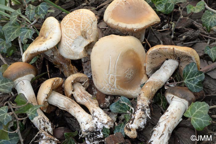 Agrocybe praecox