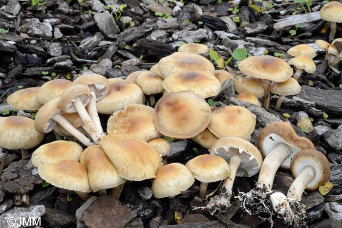 Agrocybe praecox