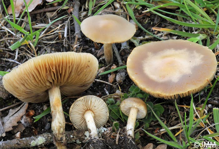 Agrocybe putaminum