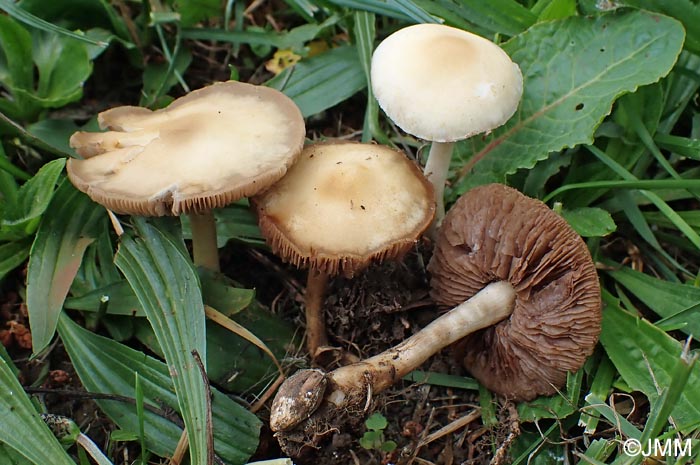 Agrocybe putaminum