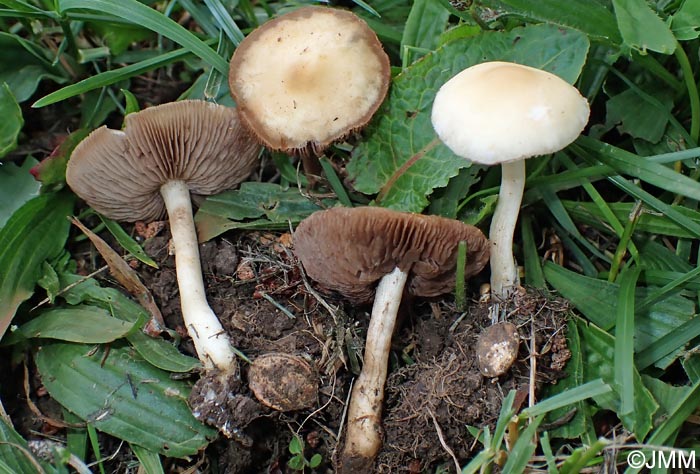 Agrocybe putaminum