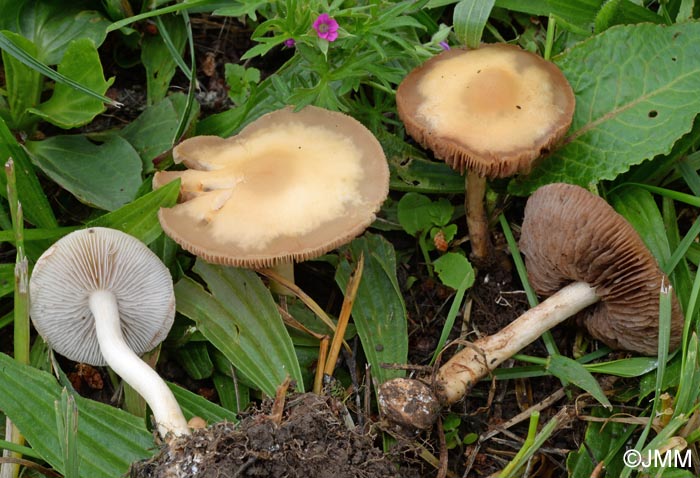 Agrocybe putaminum