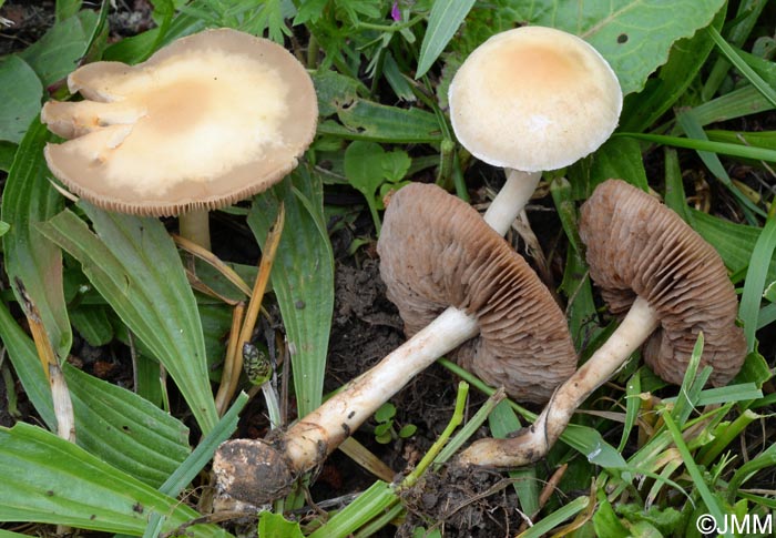 Agrocybe putaminum