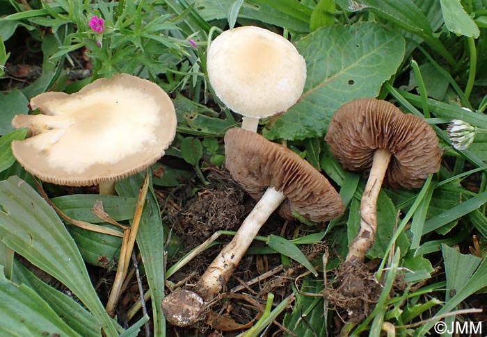 Agrocybe putaminum