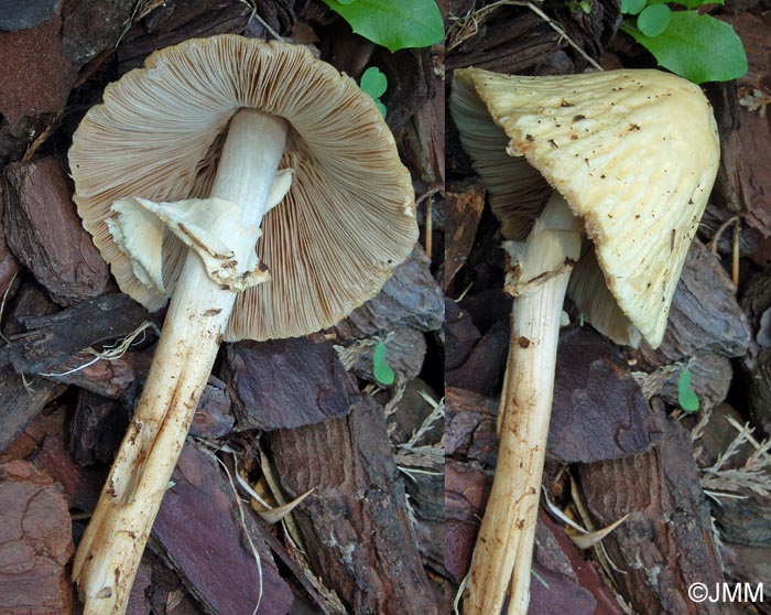 Agrocybe rivulosa