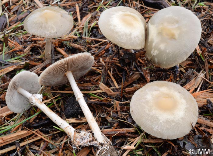 Agrocybe rivulosa