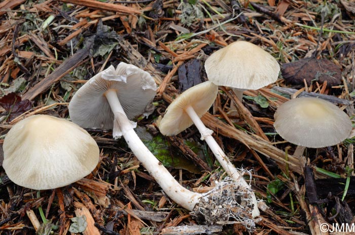 Agrocybe rivulosa