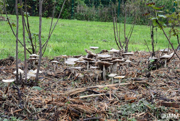 Agrocybe rivulosa : biotope